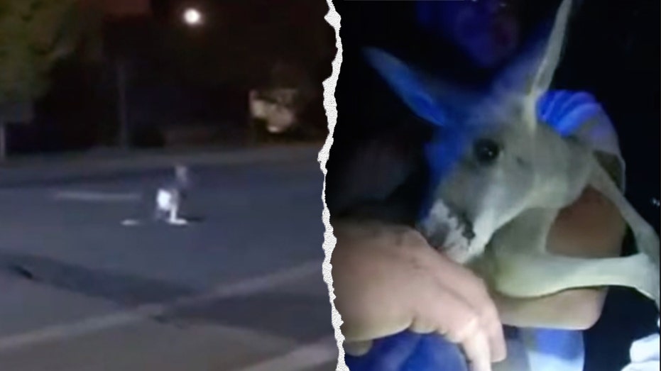 Pet kangaroo escapes: Furry fugitive leads police on street chase caught on camera: 'A Durangaroo!'