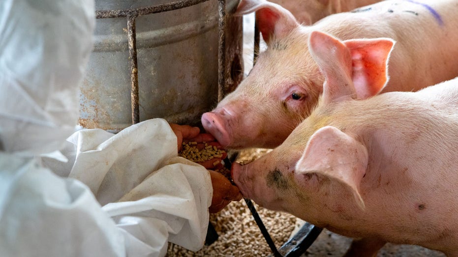 Pig infected with bird flu for first time in US, health officials confirm