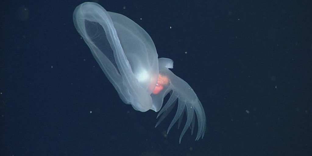 https://a57.foxnews.com/static.foxnews.com/foxnews.com/content/uploads/2024/11/1024/512/bathydevius-caudactylus-mbari.jpg?tl=1&ve=1