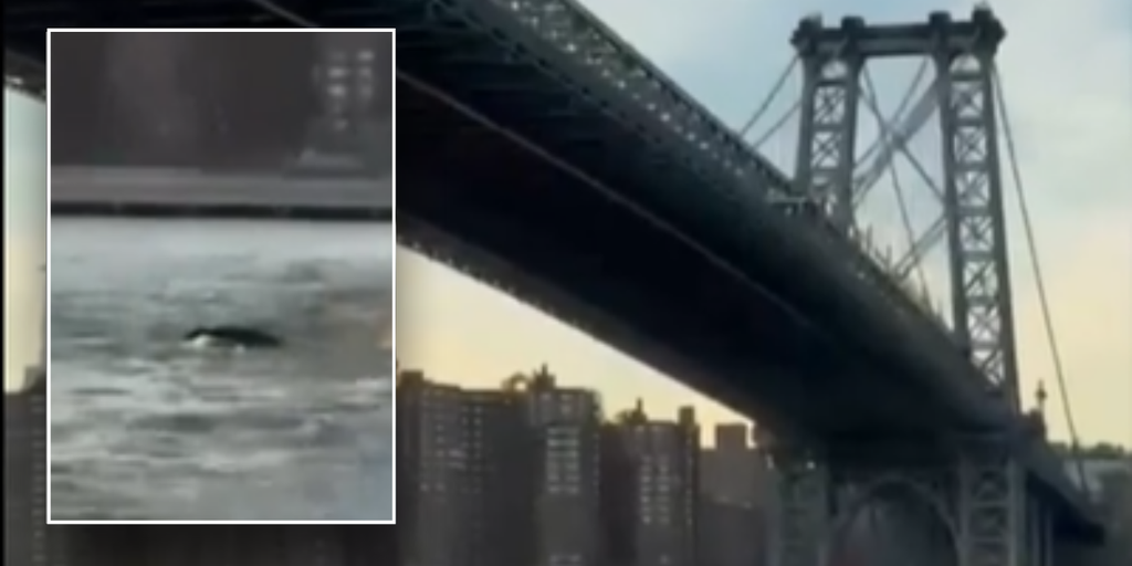 Whale caught on camera surprising New York City residents during swim near Brooklyn