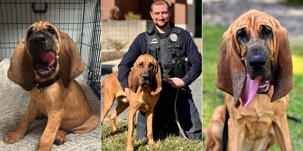 dog-split.png?ve=1&tl=1