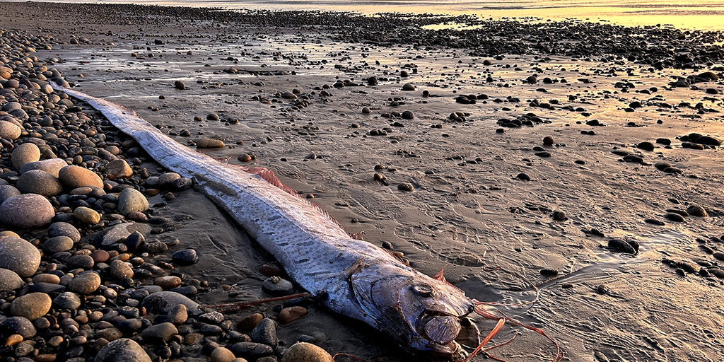 'Doomsday fish,' rumored to bring bad omens, washes ashore in popular surf town