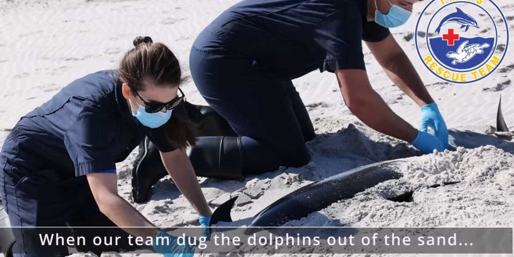 Four dolphins found dead on Mississippi's Petit Bois Island in 'very unusual event'