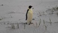 In this photo provided by the Department of Biodiversity, Conservation and Attractions, a male emperor penguin dubbed Gus, stands on a beach near Denmark, Australia, on Nov. 1, 2024, thousands of kilometers from its normal habitat on Antarctica. - Fox News