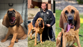 American Humane announced the Hero Dog Award for 2024 &mdash;&nbsp;going to a law enforcement dog making a difference in the community. - Fox News