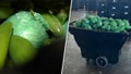 More than $31M in meth concealed in shipment of peppers seized at Texas-Mexico border - Fox News