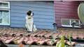A St. Bernard is stuck on the roof of a home in England. - Fox News