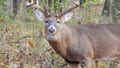 Hunters suffer fatal heart attacks while dragging heavy deer, state department reports - Fox News