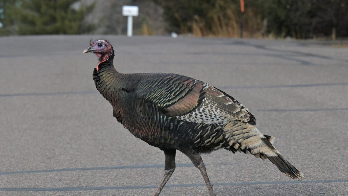 LAKEWOOD, COLORADO - JANUARY 31: A wild turkey crosses Ammons Street in Lakewood, Colorado, on January 31, 2024. Although wild turkeys are common in this neighborhood, their recent fascination with the mail truck is a new development, according to the postal worker, who preferred not to disclose her name. 'This isn't the first time,' she mentioned. 'It has happened a few times before.' 'They mostly just peck at the tires as I deliver the mail,' she explained. On this particular day, the two turkeys followed her for nearly a block. (Photo by RJ Sangosti/MediaNews Group/The Denver Post via Getty Images)
