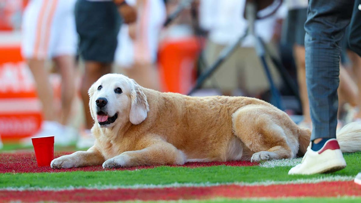 Kirk Herbstreit's dog