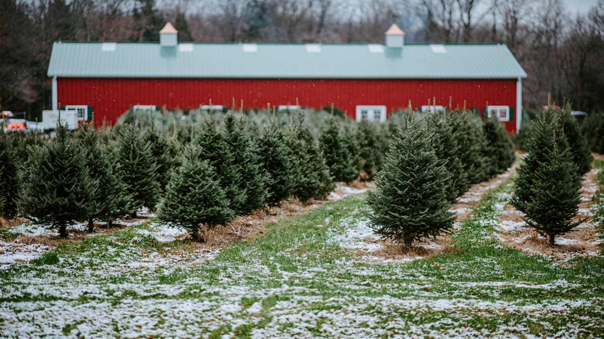 christmas tree farm