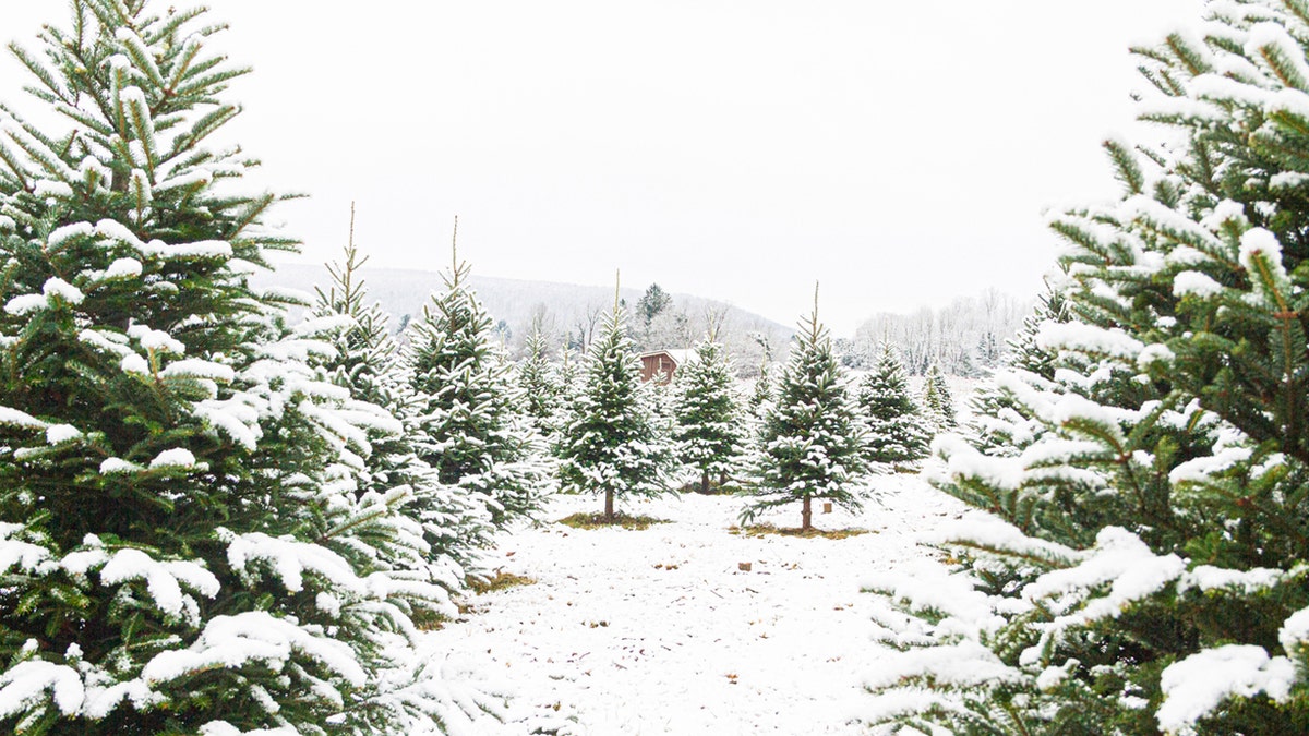 A Christmas tree farm 