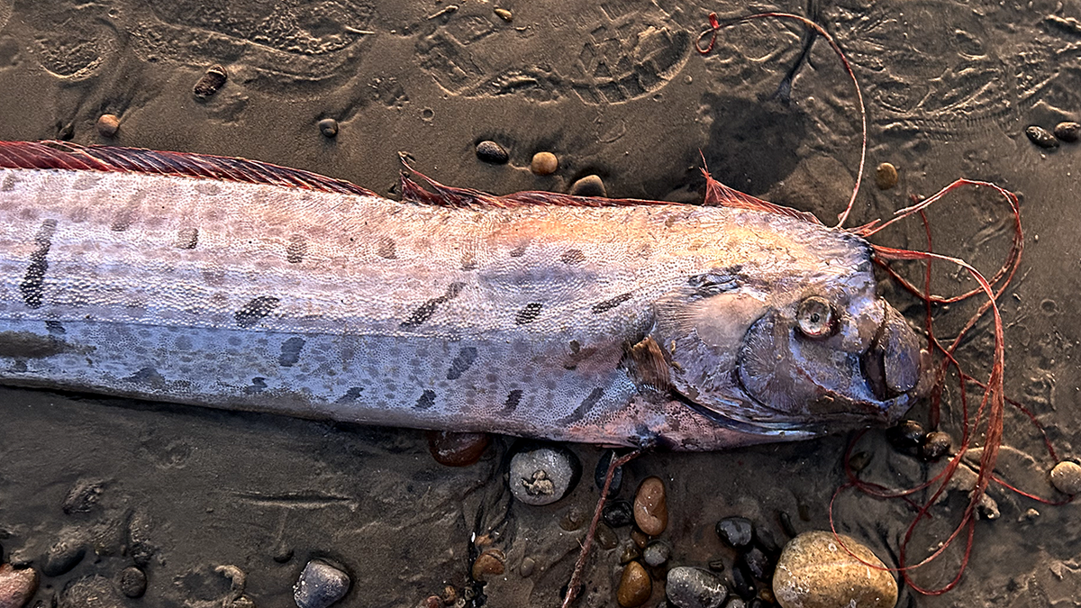 ikan kiamat di kota selancar California