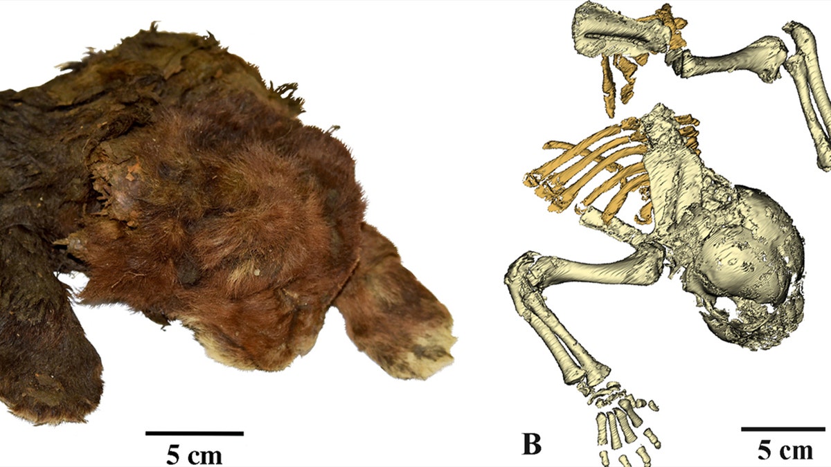 The Mummy Of A Three-week-old Saber-toothed Kitten Stayed Well ...