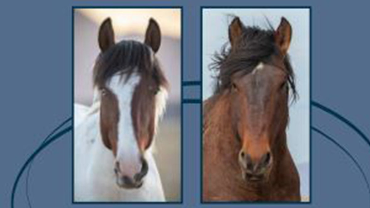 Wild horses killed in Utah in 2023