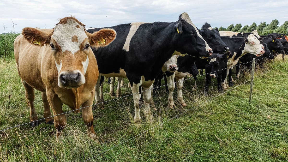 Milloy also suggested the new methane emissions rule will likely be ineffective, considering it targets the oil and gas sector but not the agricultural sector as well. 