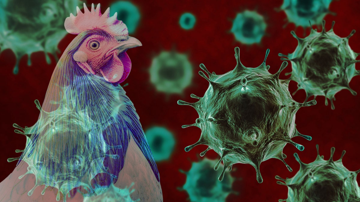 Artistic representation of a chicken juxtaposed with magnified virus particles to symbolize avian influenza.