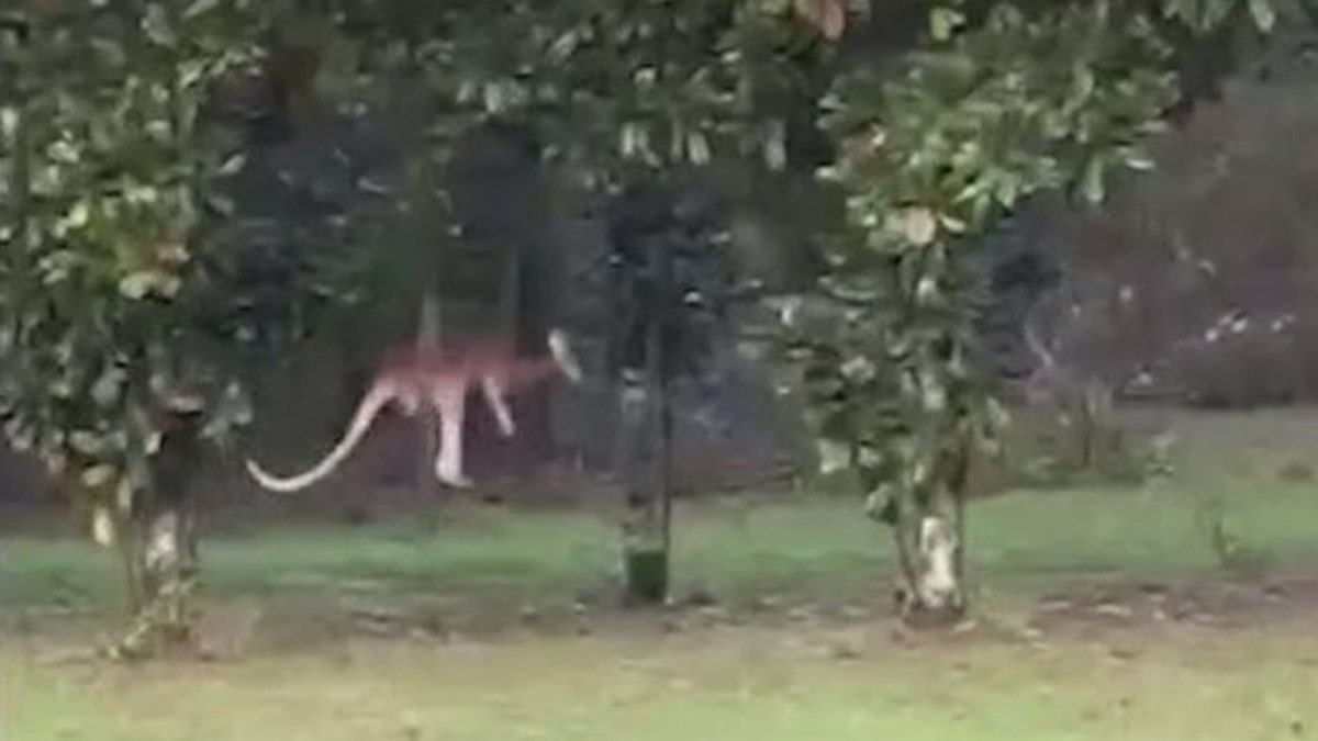 kangaroo hopping