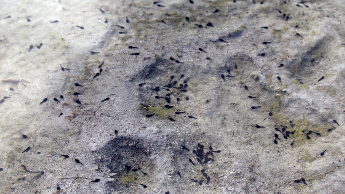 Little tadpoles swimming around