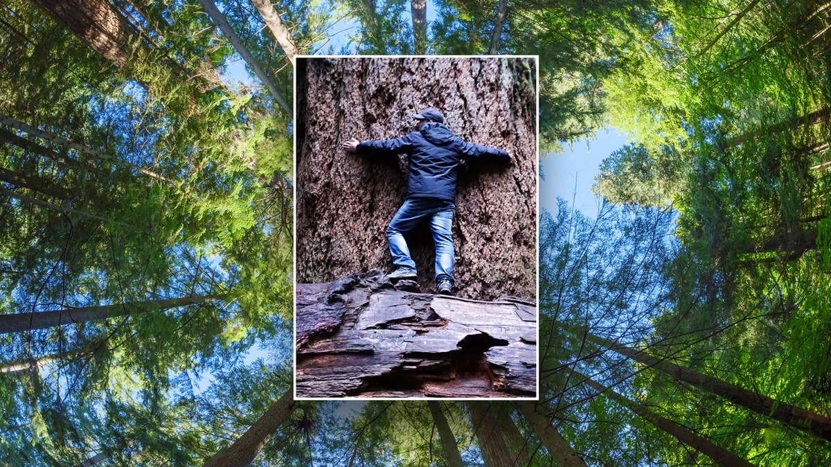 A man hugging a very large tree and trees in the background