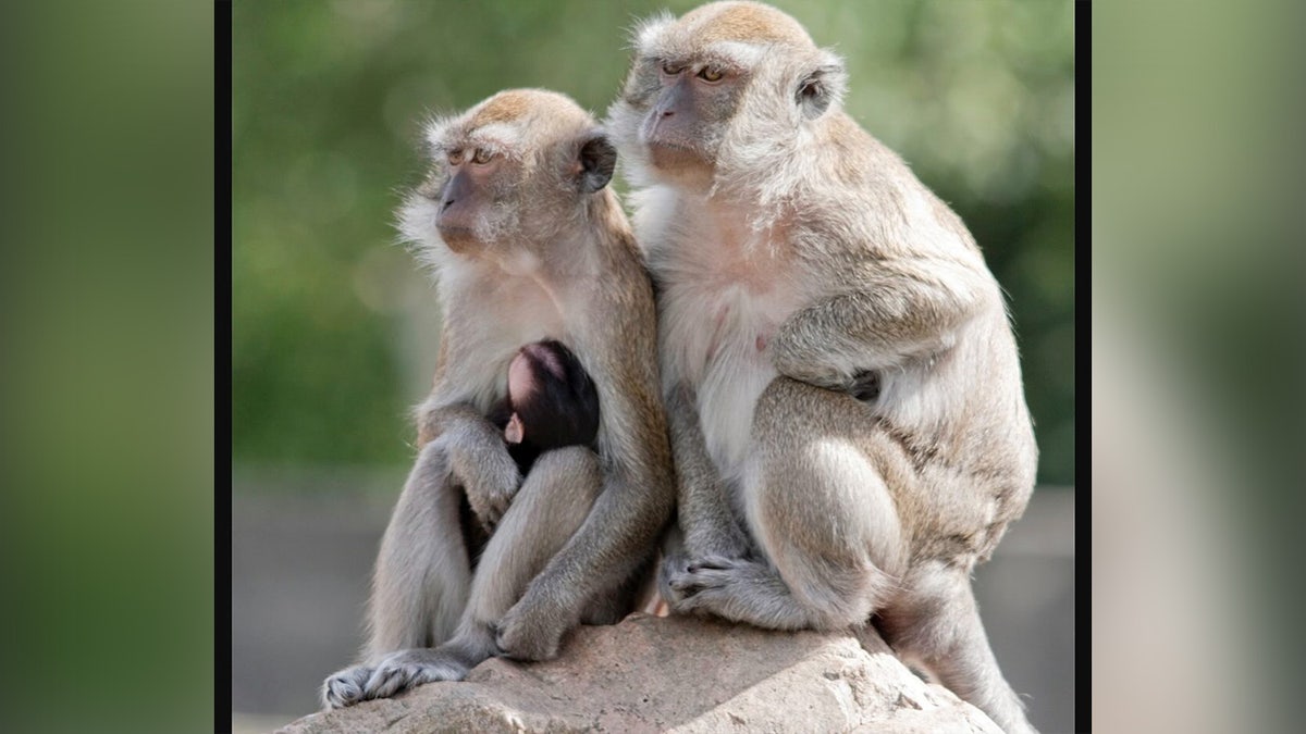 rhesus macaque monkeys