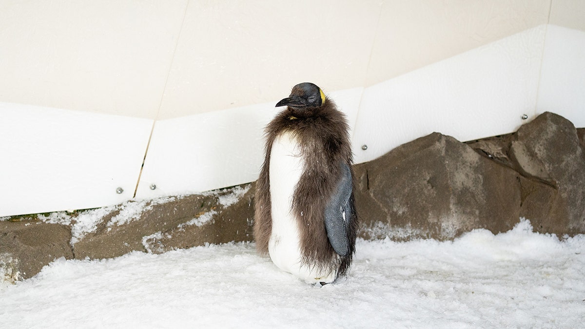 Social media sensation Pesto the penguin chick starts molting child feathers, enters ‘awkward youngster’ section