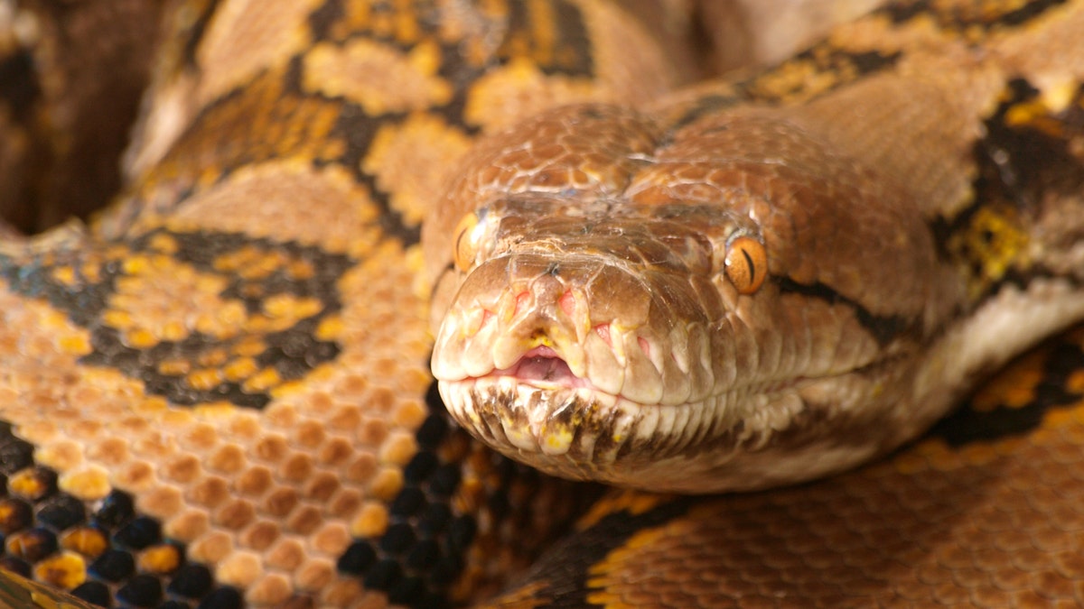 Close up of reticulated python 