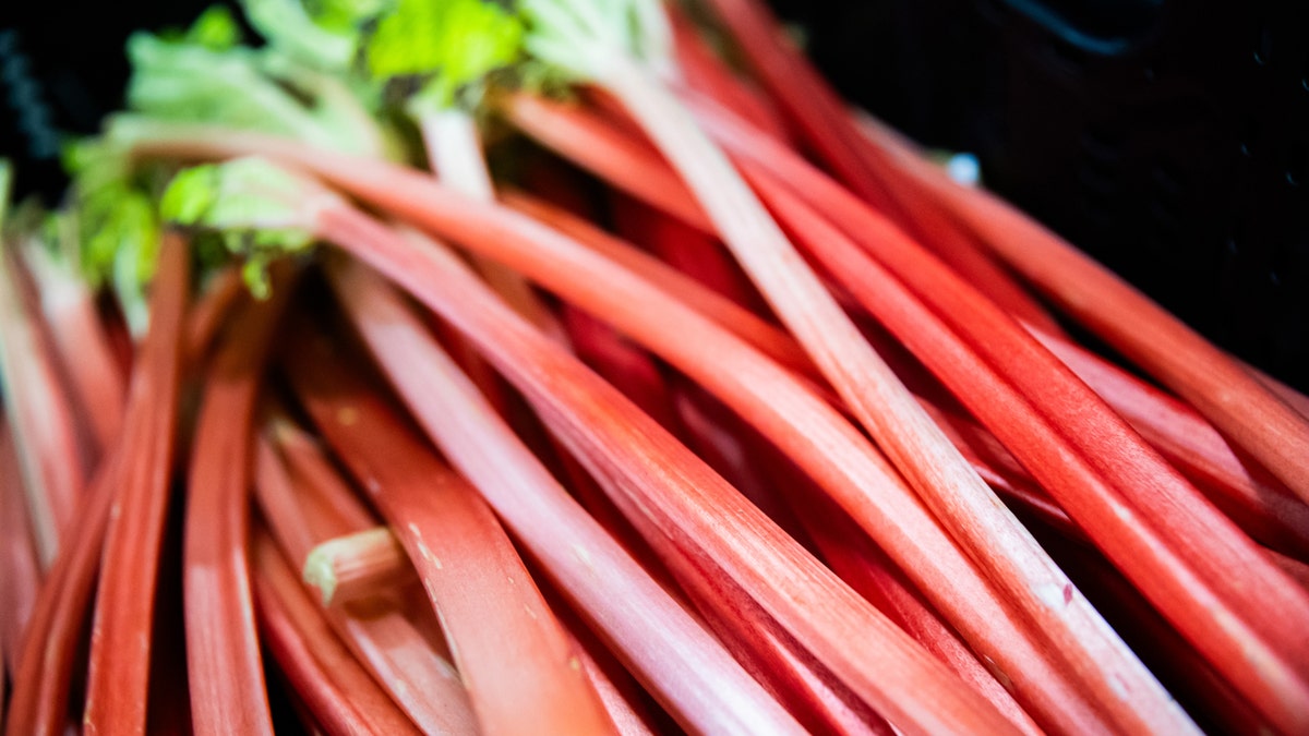 Red rhubarb 