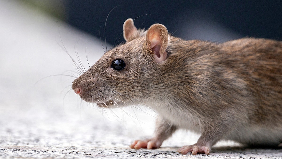Rodent on ground iStock