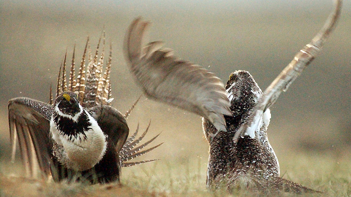 Sage Grouse-Biden