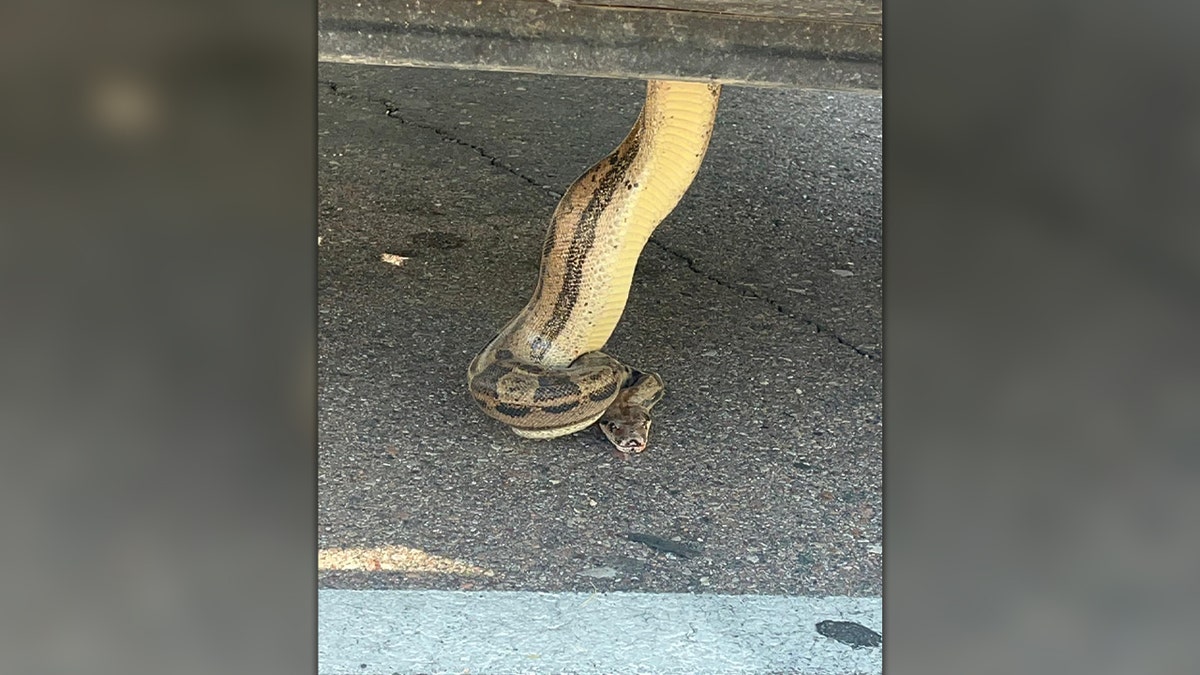 Boa constrictor sticking head out from under truck