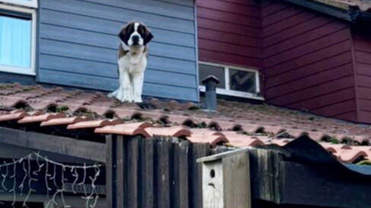 Seekor St. Bernard yang terjebak di atap es melihat ke bawah.