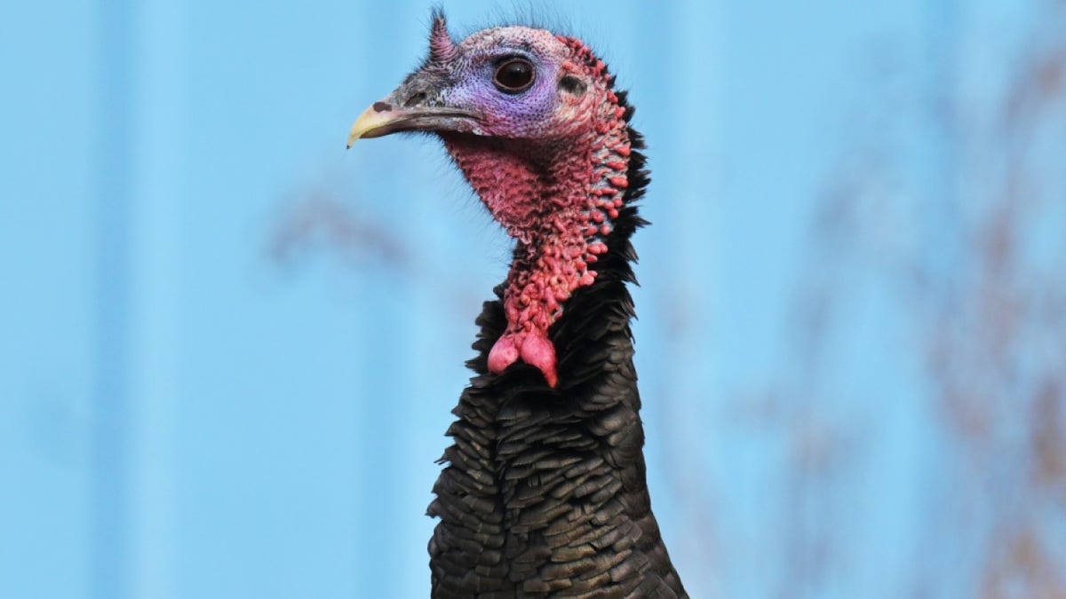 LAKEWOOD, COLORADO - JANUARY 31: A wild turkey looks down Ammons Street in Lakewood, Colorado, on January 31, 2024. Although wild turkeys are common in this neighborhood, their recent fascination with the mail truck is a new development, according to the postal worker, who preferred not to disclose her name. 'This isn't the first time,' she mentioned. 'It has happened a few times before.' 'They mostly just peck at the tires as I deliver the mail,' she explained. On this particular day, the two turkeys followed her for nearly a block. (Photo by RJ Sangosti/MediaNews Group/The Denver Post via Getty Images)