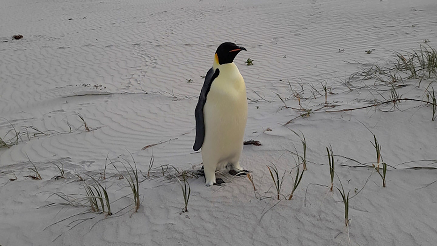 Emperor Penguin Lost and Found: Malnourished Antarctic Traveler Found in Australia