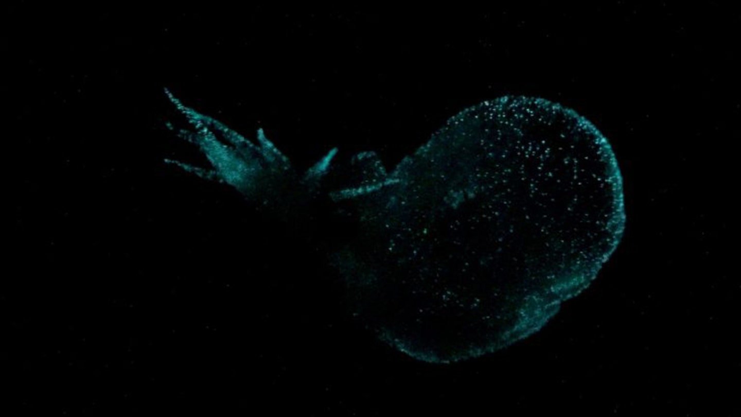 Unveiling the Mystery of the Deep: New Glowing Sea Slug Discovered