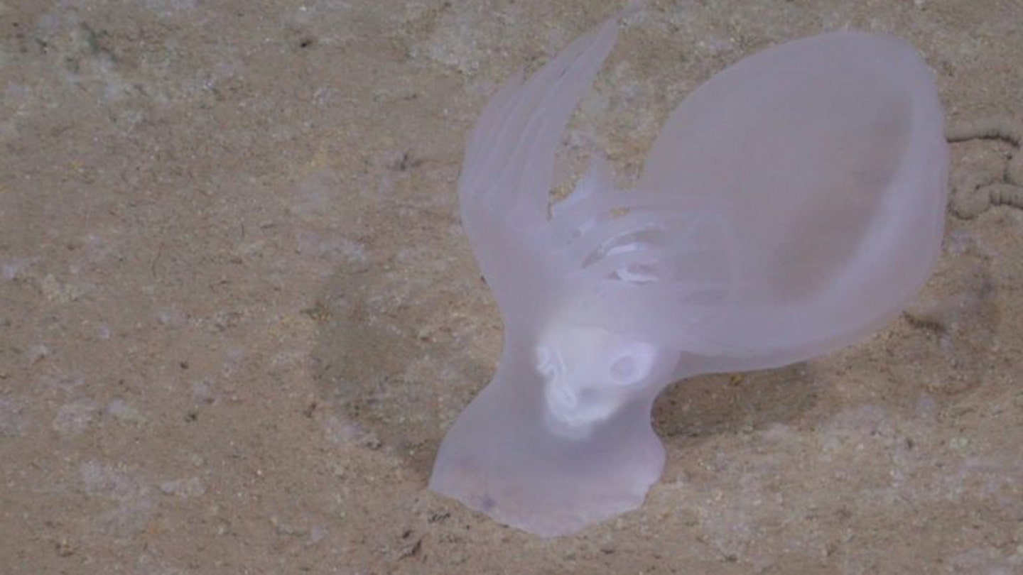 Unveiling the Mystery of the Deep: New Glowing Sea Slug Discovered