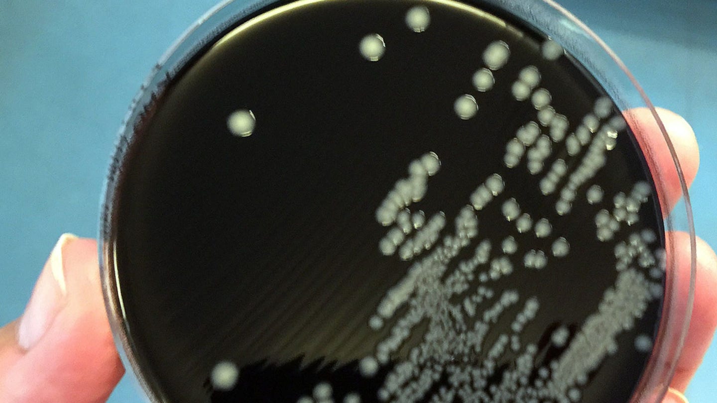 campylobacter