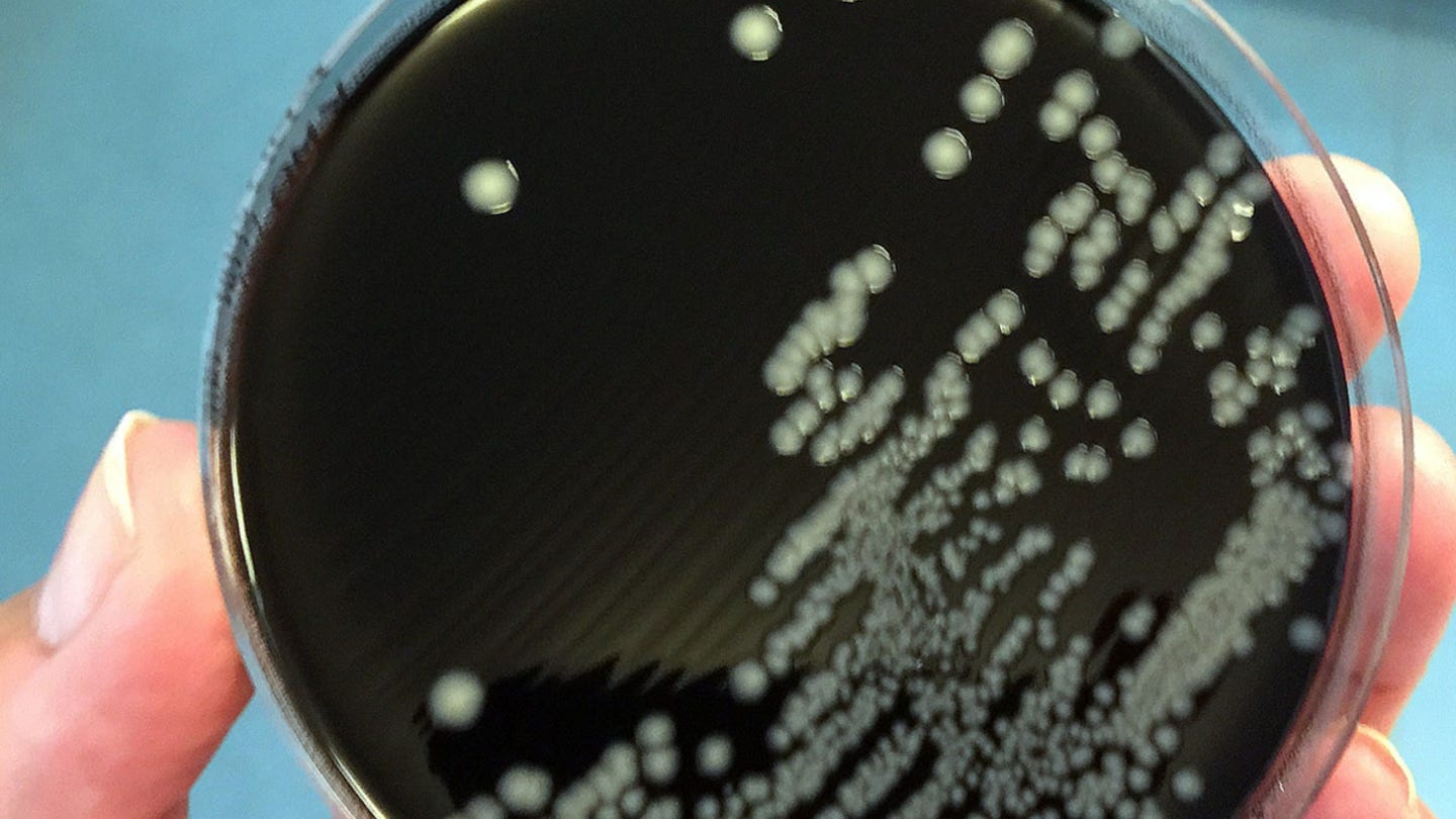 campylobacter