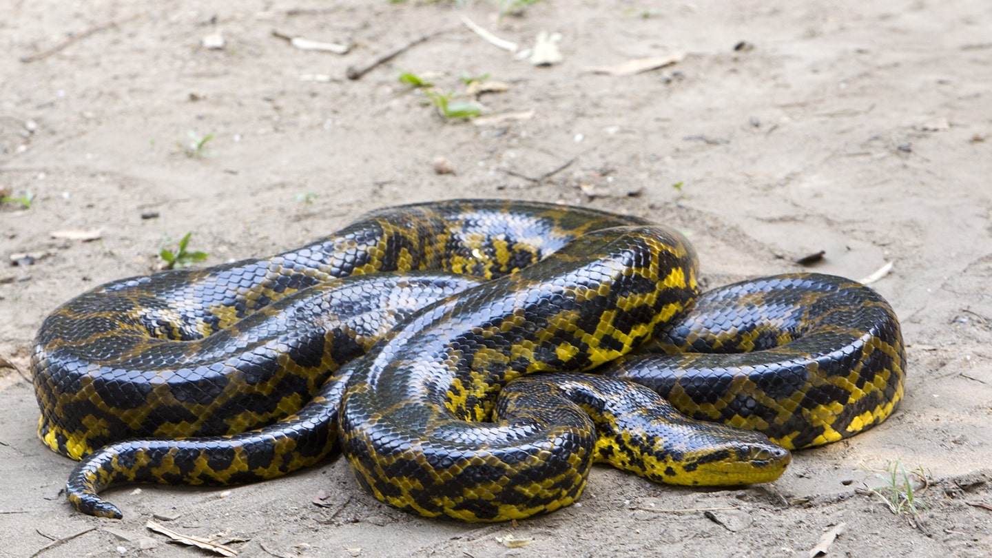 The World's Largest Snakes: A Comprehensive Guide