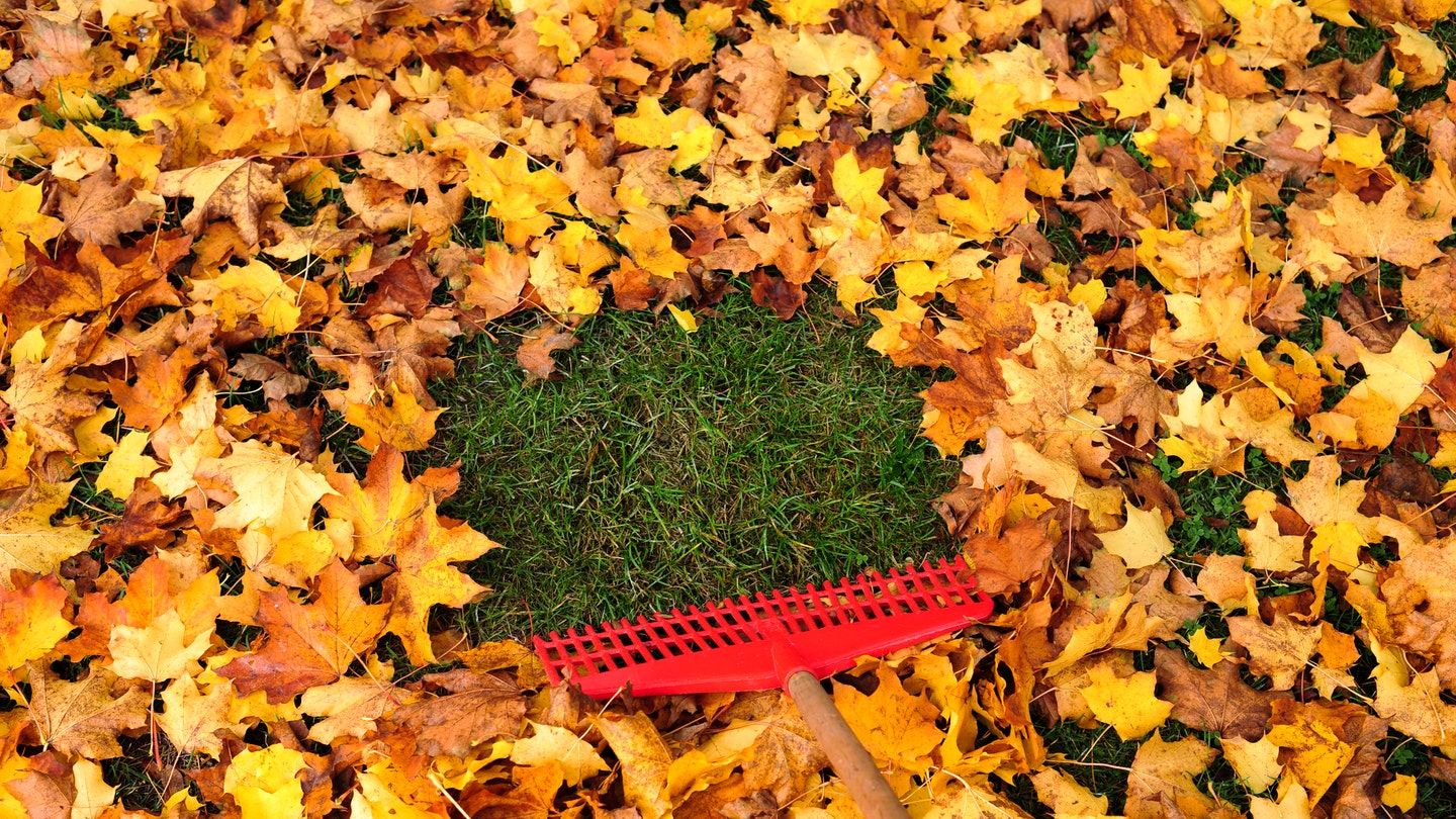 10 Essential Fall Lawn Maintenance Items for a Lush, Healthy Yard