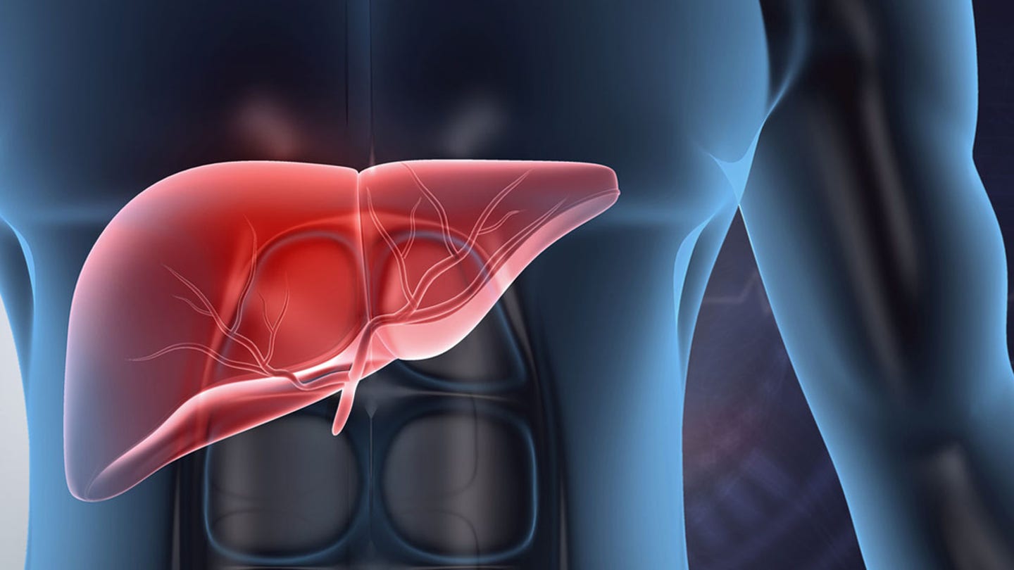 liver anatomy