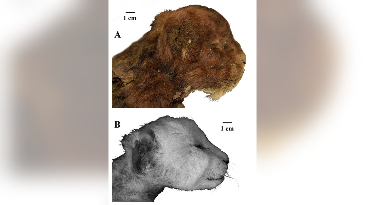 Ancient Mammoth Remains Uncovered by Catastrophic Flooding in Brazil