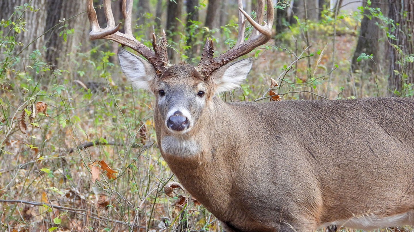 white tailed deer