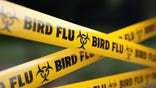 Bird flu