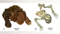 Scientists study ‘very rare’ frozen remains of 35,000-year-old saber-toothed cub