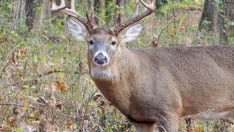 Hunters suffer fatal heart attacks while dragging heavy deer, state department reports