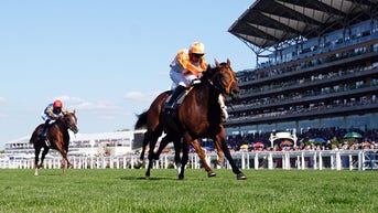 Horse dies after racing at Breeders' Cup, PETA delivers scathing statement - Fox News