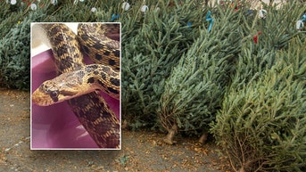 Store workers discover unexpected guest in Christmas tree shipment - Fox News