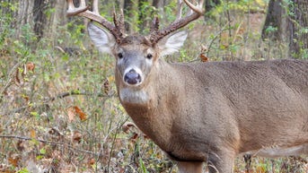 Hunters suffer fatal heart attacks while dragging heavy deer, state department reports - Fox News