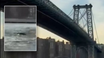 Whale caught on camera surprising New York City residents during swim near Brooklyn